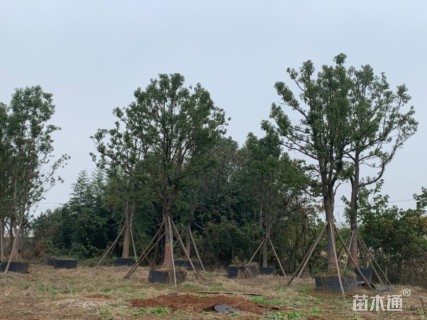 20公分香樟