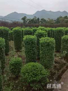 高度180厘米金禾女贞