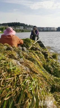 高度30厘米苦草