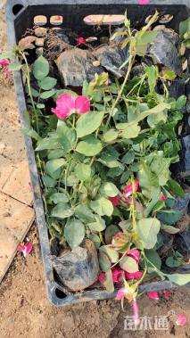 高度35厘米月季