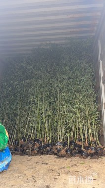 容器苗罗汉竹