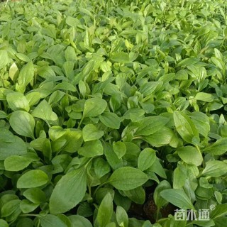 高度12厘米松果菊