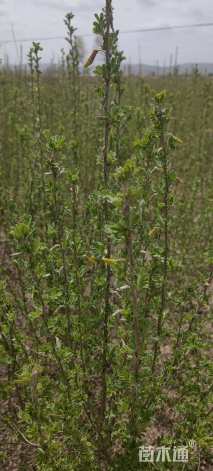 高度55.厘米柠条