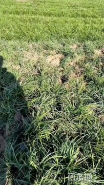 高度15厘米麦冬