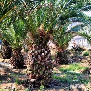 裸干高100厘米加拿利海枣