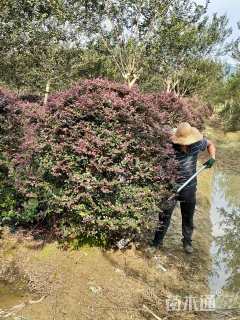 冠幅1500厘米红花继木球