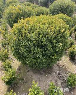 冠幅90厘米瓜子黄杨球