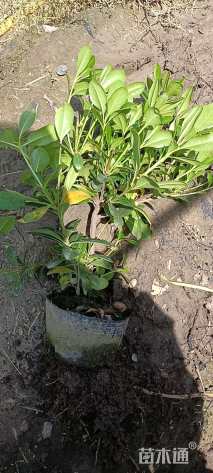 高度30厘米海桐