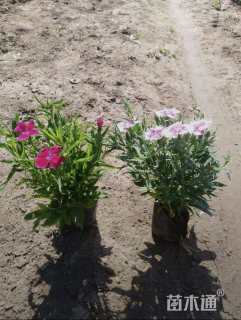 高度10厘米五彩石竹