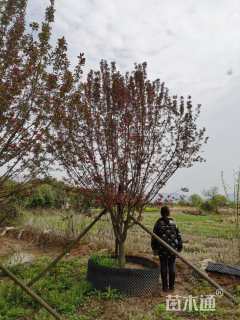 10公分北美海棠