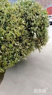 冠幅200厘米金边胡颓子球