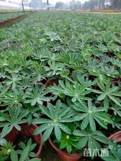 高度15厘米羽扇豆