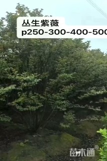 高度350厘米丛生紫薇