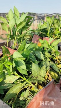 高度13厘米宿根福禄考