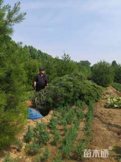 高度300厘米白皮松