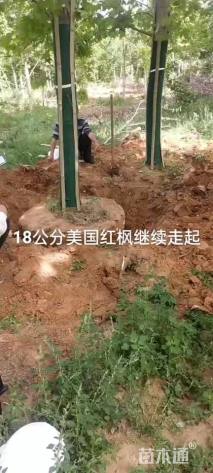 16公分美国红枫