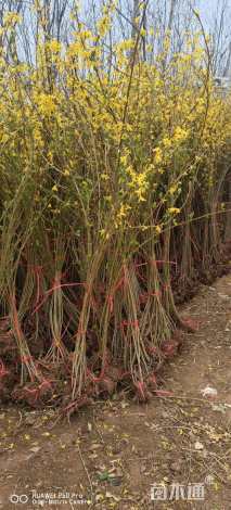 高度100厘米迎春花