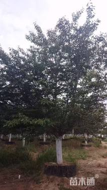 18公分日本晚樱