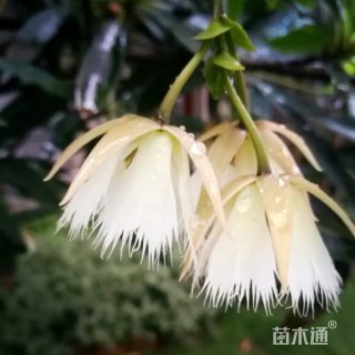 8公分水石榕