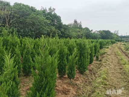 高度150厘米蜀桧