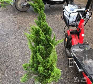 高度100厘米龙柏柱