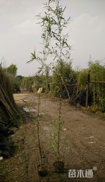 1.公分罗汉竹
