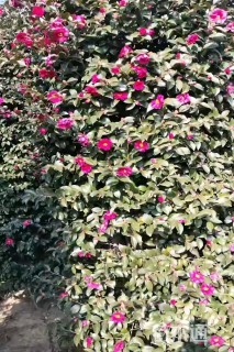 高度150厘米茶梅柱