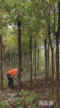 10公分香樟