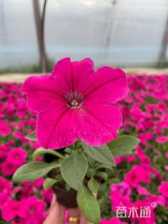 高度15厘米矮牵牛