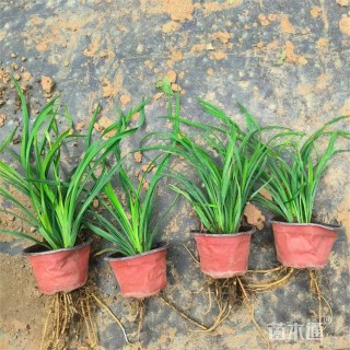 高度45厘米金娃娃萱草