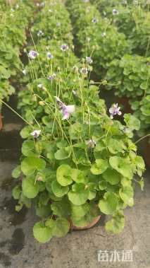 高度20厘米肾叶堇