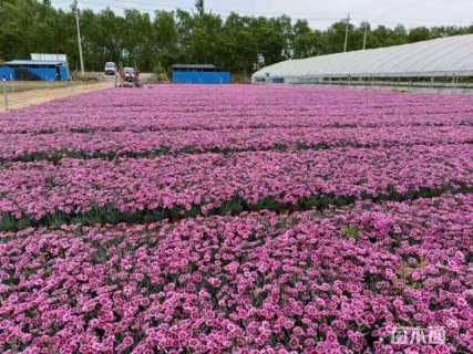 高度15厘米彩虹石竹