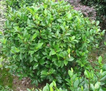 冠幅100厘米含笑球