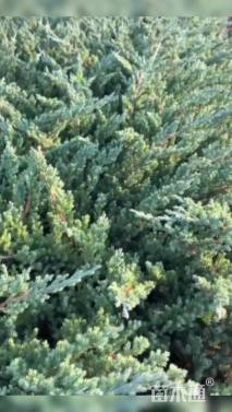 高度20厘米铺地柏