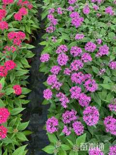 高度26厘米五星花