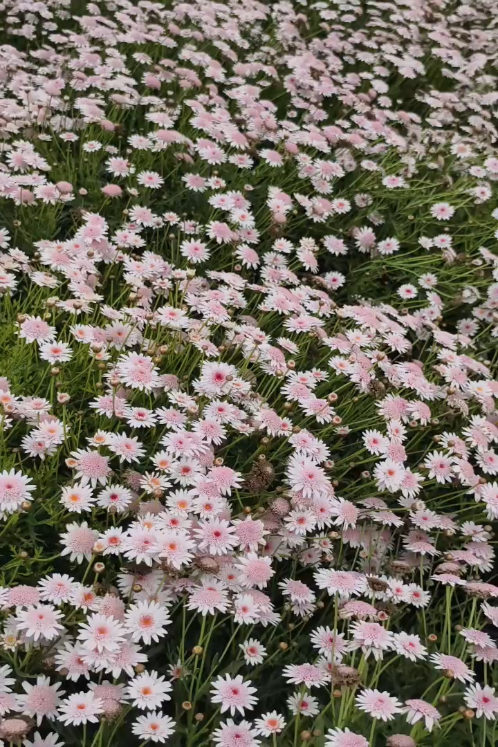 高度30厘米白晶菊