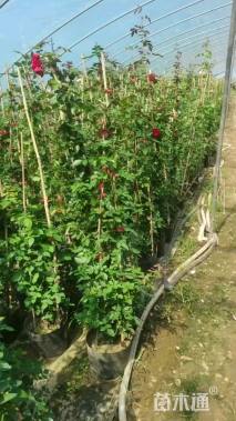 高度150厘米月季