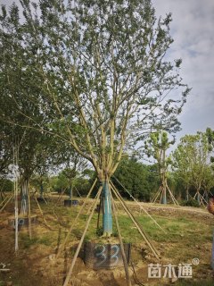 33公分朴树