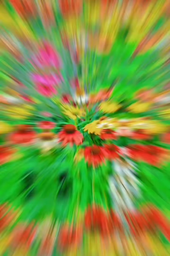 高度20厘米松果菊