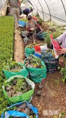 高度40厘米棣棠