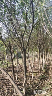 10公分小叶榕