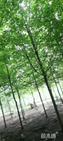 12公分美国红枫