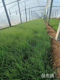高度15厘米粉黛乱子草