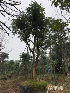 28公分紫花风铃木