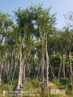 12公分串钱柳
