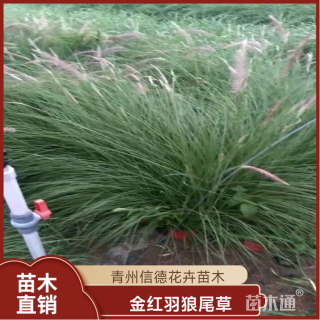 高度20厘米金红羽狼尾草