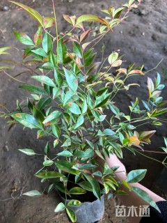 高度40厘米南天竹小苗