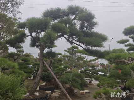 13公分造型黑松