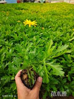 高度15厘米木春菊