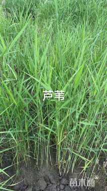 高度30厘米芦苇